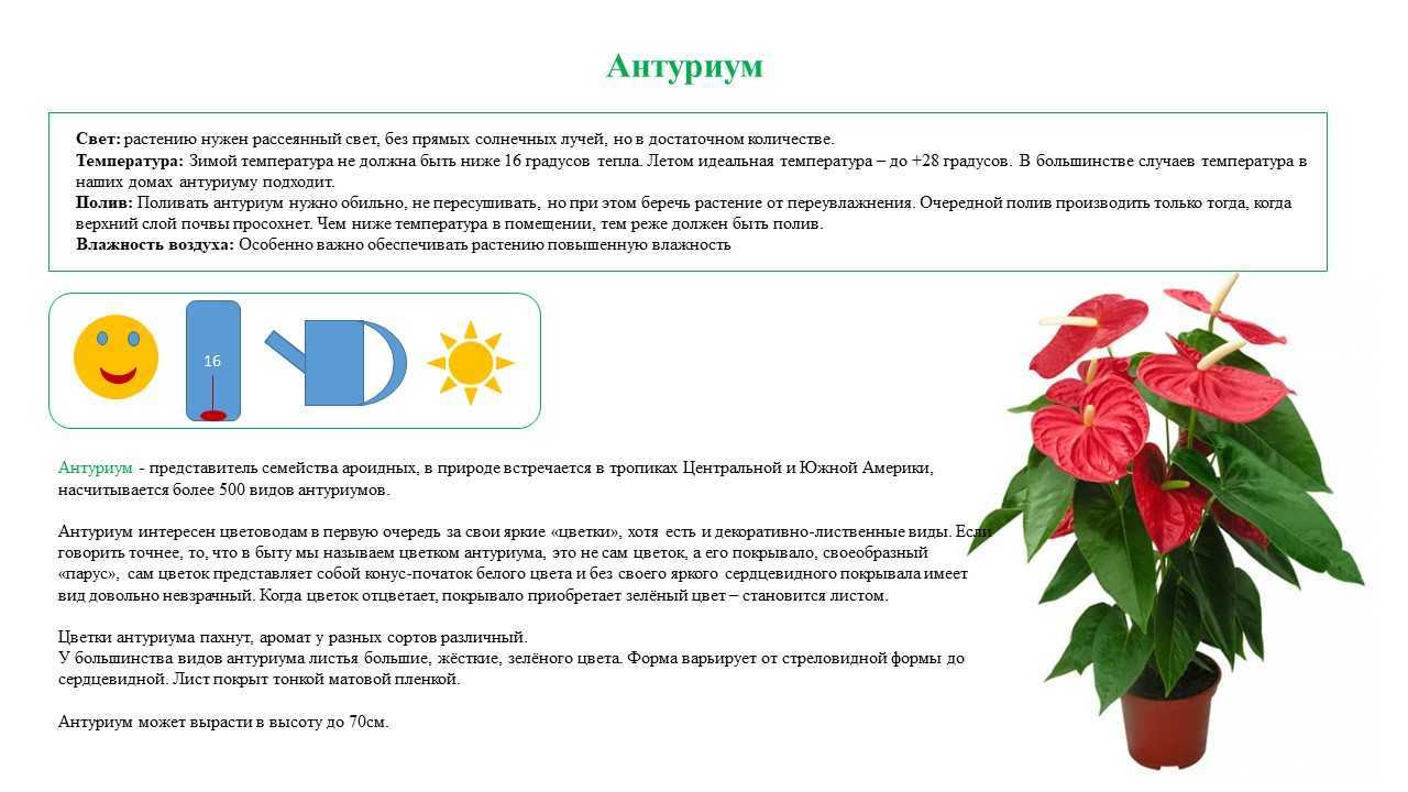 10 правил выращивания антуриума для длительного цветения