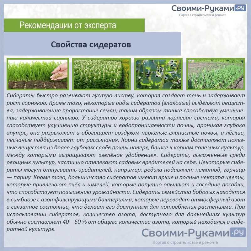 Горчица белая