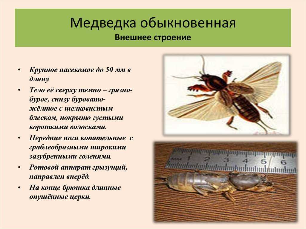 Как избавиться от медведки