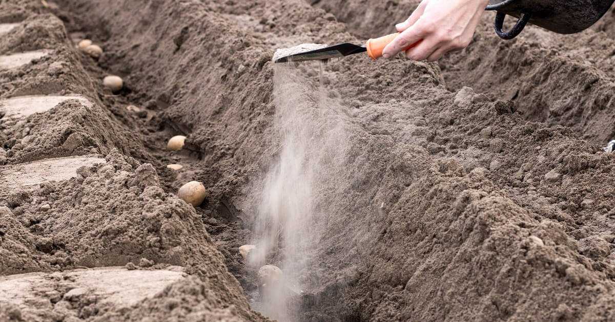 Как и когда сажать картофель в открытый грунт, способы посадки
