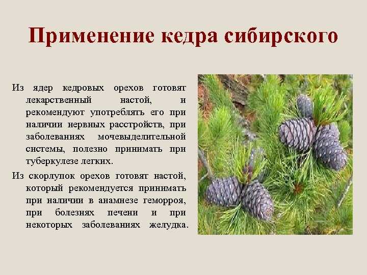 Как посадить кедр: секреты посадки и выращивания на садовом участке