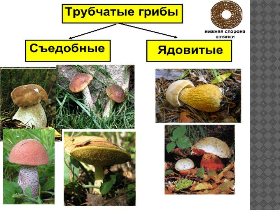 Трубчатые и пластинчатые грибы , что собой представляют | огородники