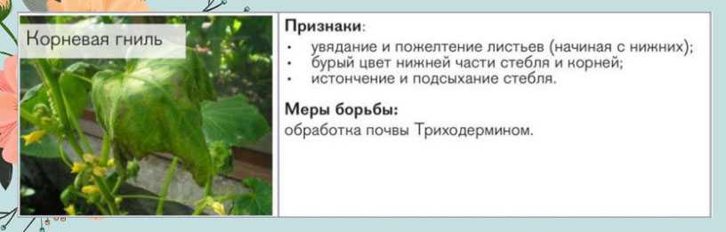 Болезни огурцов в теплице и открытом грунте: фото, методы лечения