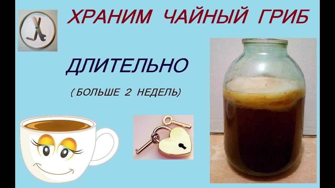 Хранение чайного гриба, приготовление, польза и вред