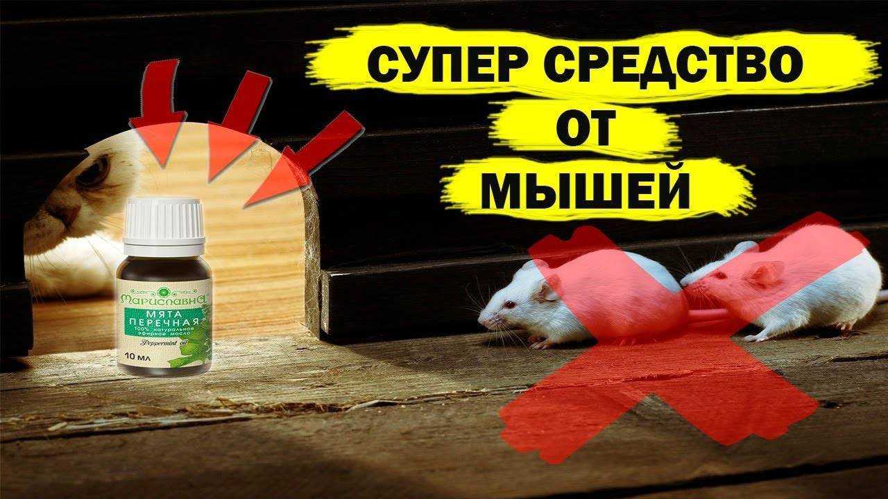 Как избавиться от мышей в квартире навсегда: проверенные средства