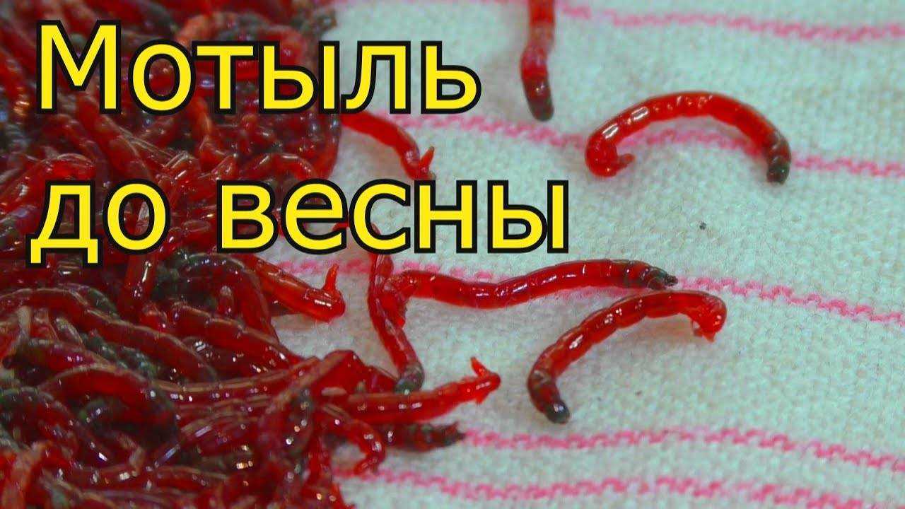 Как хранить мотыля для рыбалки правильно летом и зимой.