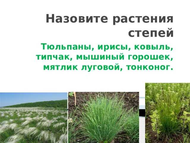 Типчак где растет в какой зоне