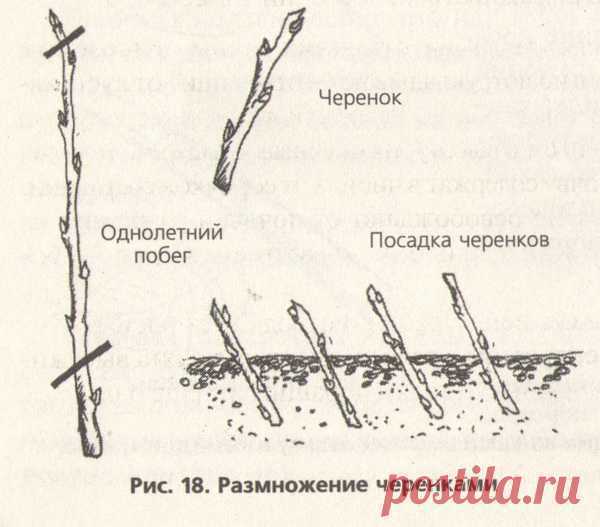 Как размножить смородину отводками и черенками, черную, красную, осенью, весной