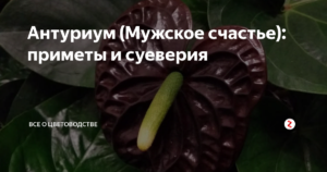 Цветок антуриум: приметы и суеверия, мужское счастье, для женщин