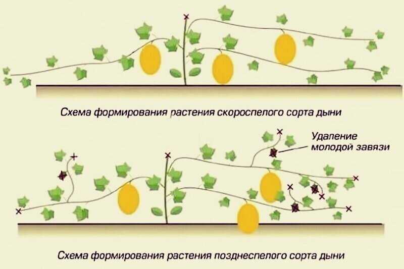 Как вырастить в домашних условиях дыню