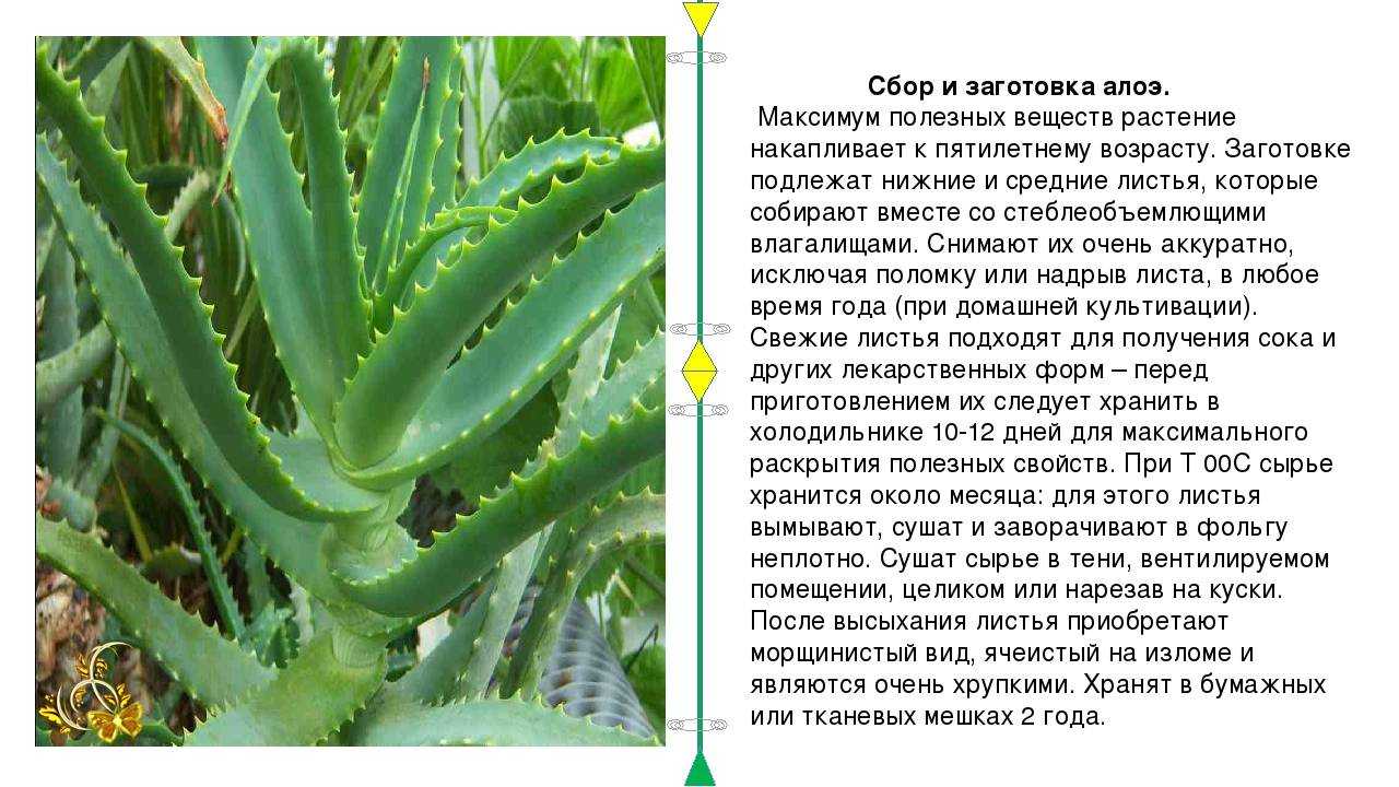 Разновидности алоэ: виды лекарственых и декоративных алоэ