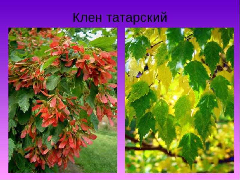Клен татарский – фото и описание, уход и посадка | фото листьев татарского клена