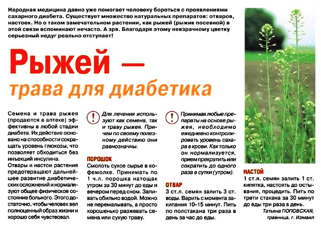 Рыжик — где и в какое время растёт, польза, рецепты приготовления + 90 фото