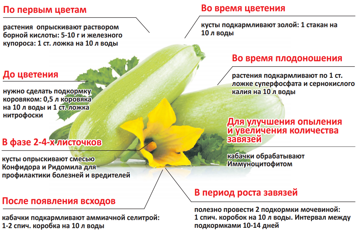 Обработка огурцов йодом, молоком - рецепты для защиты и подкормки