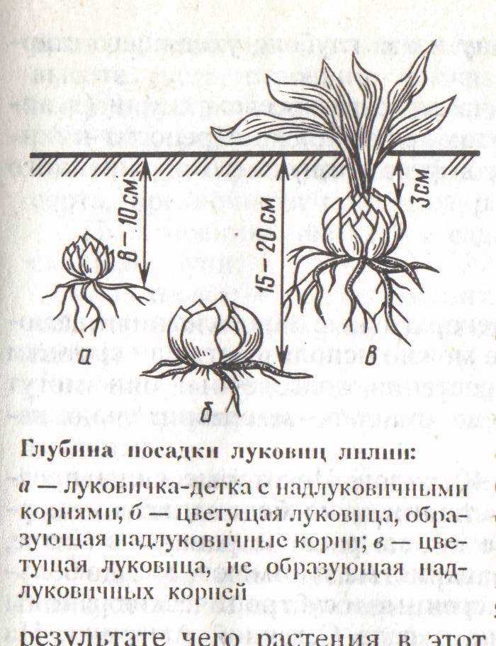 Зацветет ли сакура на даче?