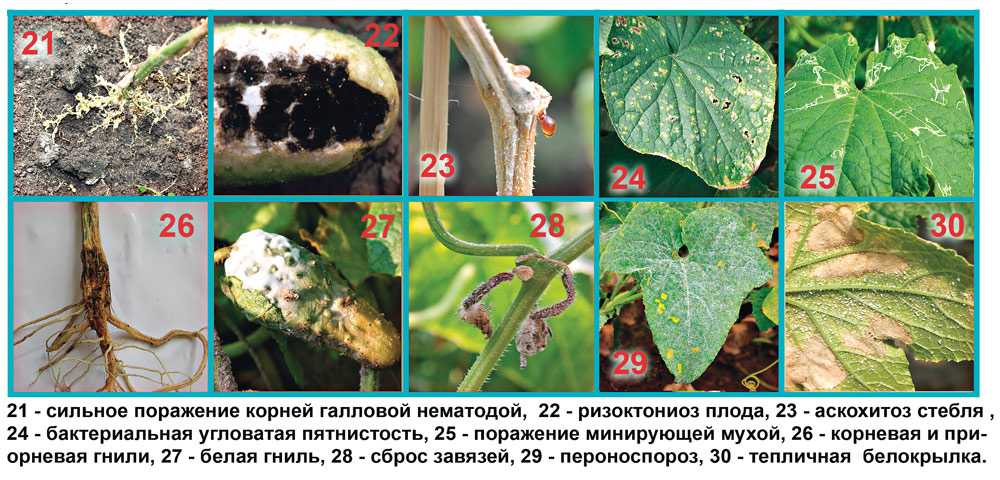 Болезни огурцов и борьба с ними