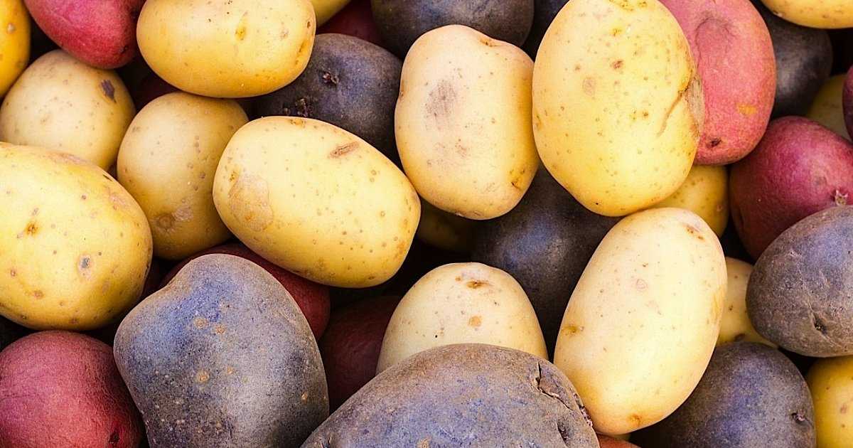 Самые рассыпчатые сорта картофеля для пюре. лучший картофель для жарки и салатов