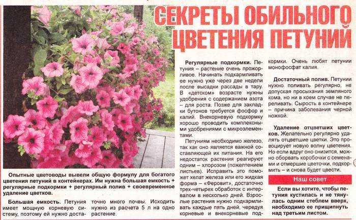 Как вырастить хорошую рассаду петунии: уход, условия выращивания