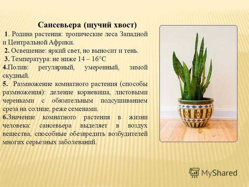 Цветок щучий хвост (сансевиерия): виды, уход в домашних условиях, размножение, вред или польза, приметы и суеверия, фото