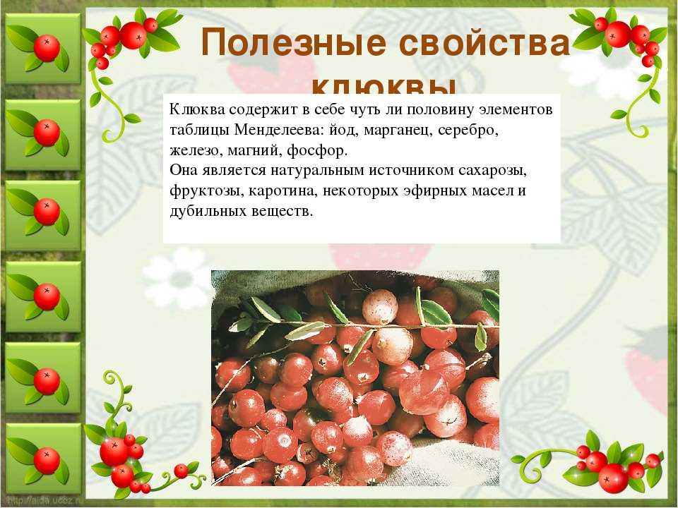 Клюква: польза или вред ягод. рецепты приготовления напитков