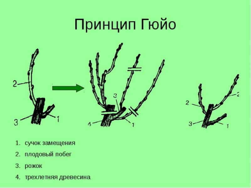 Как ухаживать за виноградом летом?