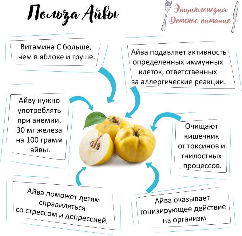 Айва: польза и вред для здоровья