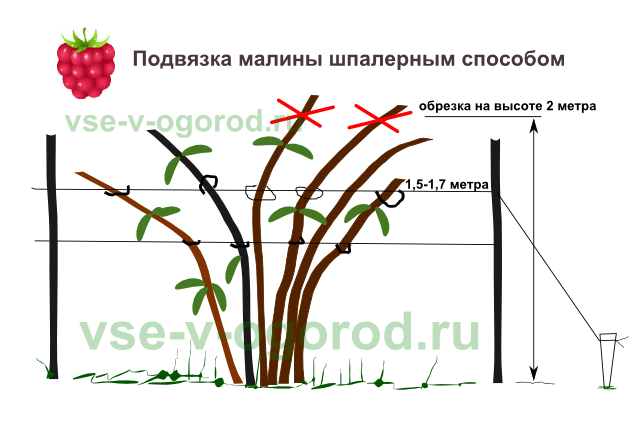 Где лучше посадить малину на участке