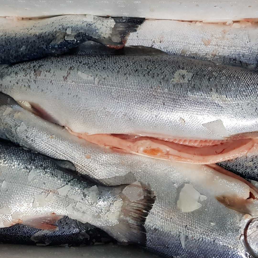 Нужно ли мыть мясо перед заморозкой: можно или нет, почему не надо, как правильно заморозить продукт?