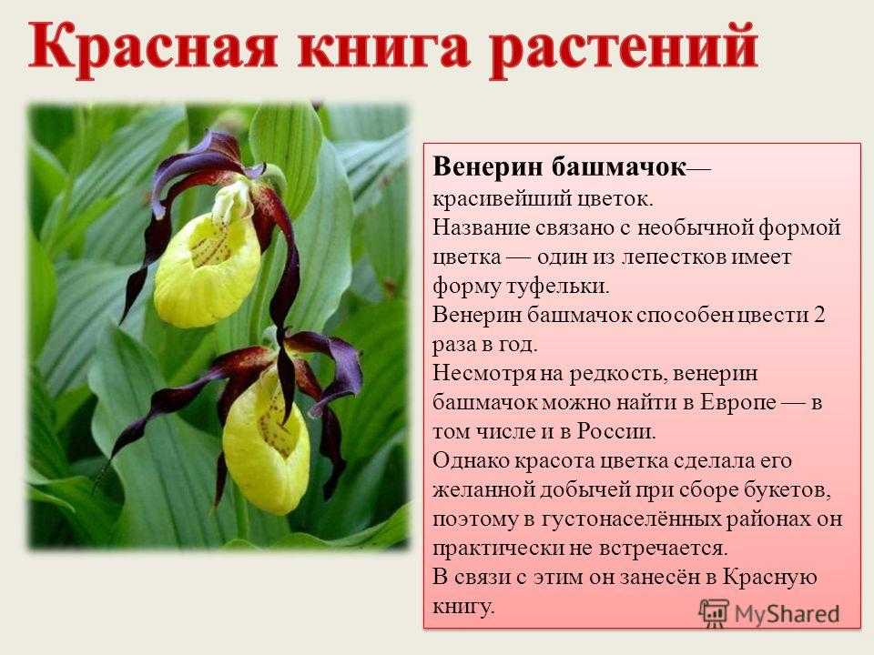 «венерины башмачки», или пафиопедилум — легенда среди комнатных орхидей