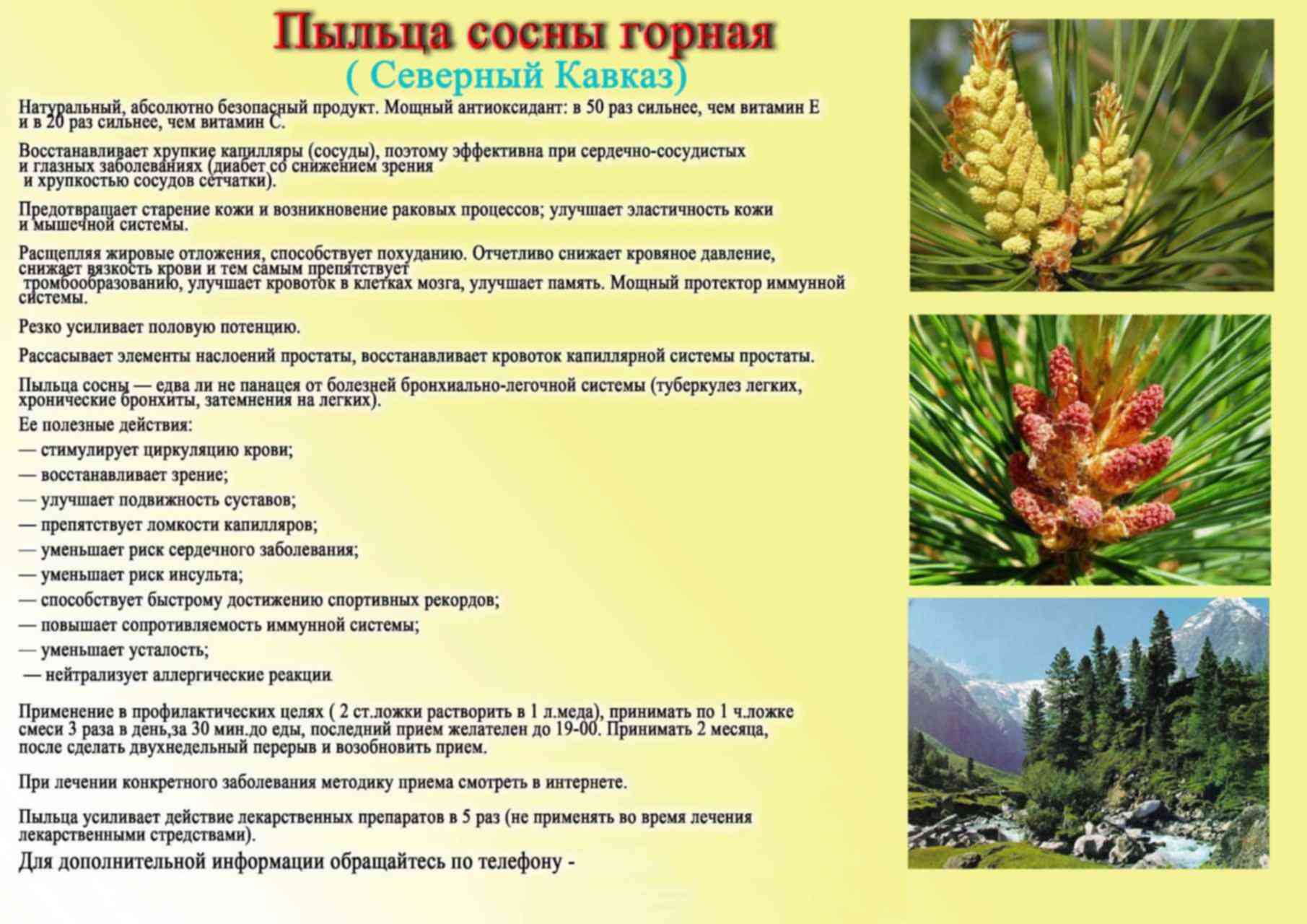 Польза от меда из сосновых шишек. варенье из сосновых шишек (сосновый мед). | здоровье человека