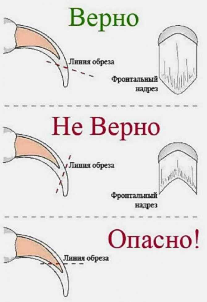 Как подстричь когти кошке в домашних условиях правильно