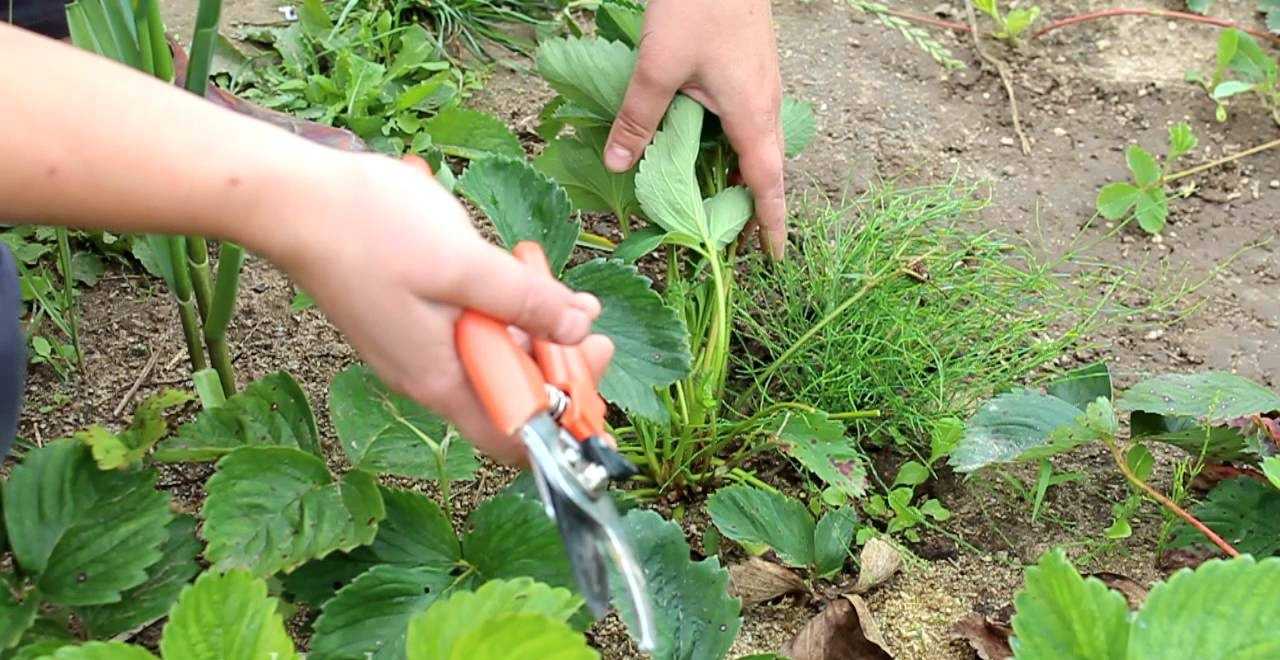 Уход за клубникой после сбора урожая и подготовка ягодника к зиме