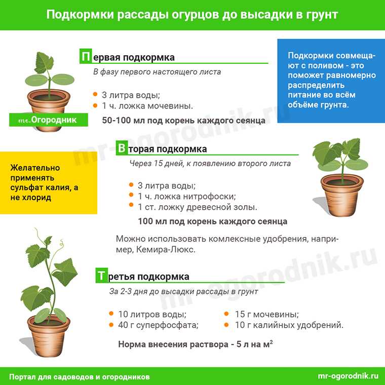 Чем подкормить огурцы во время цветения и плодоношения в теплице?