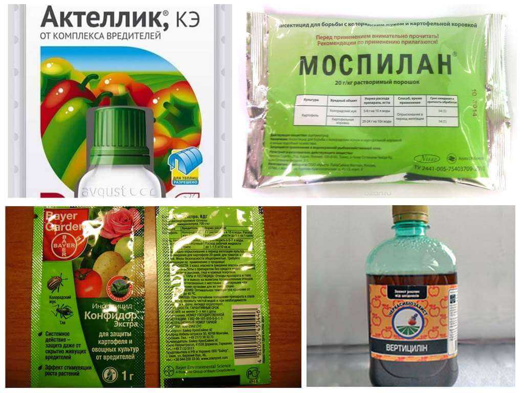 Белокрылка — как избавиться от вредителя на огороде и в теплице