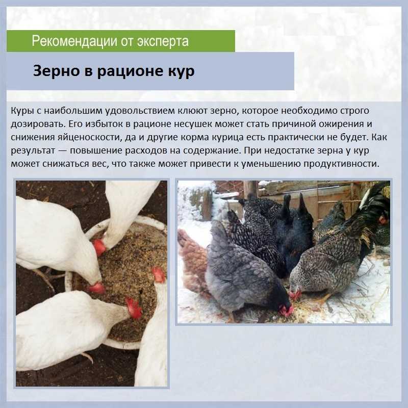 Что будет, если съесть хлеб с плесенью – отравление плесенью отравление.ру
что будет, если съесть хлеб с плесенью – отравление плесенью