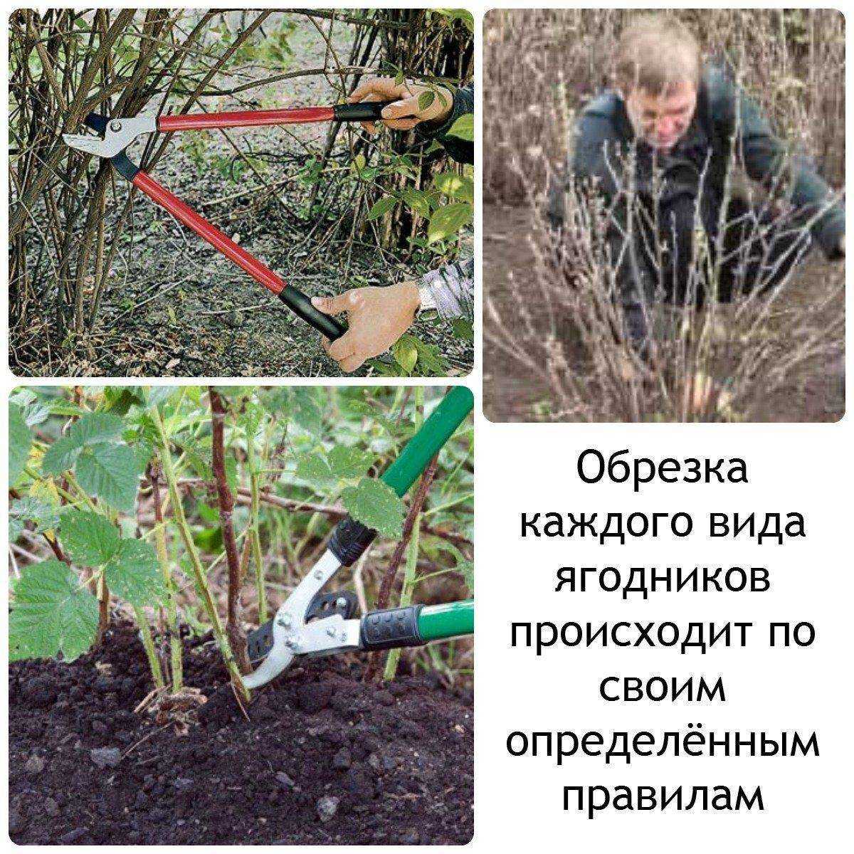 ✅ нужно ли осенью обкапывать кусты и деревья - питомник46.рф