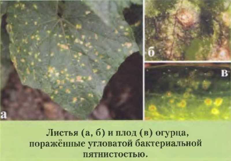 Фузариозное увядание огурца: причины, симптомы, лечение