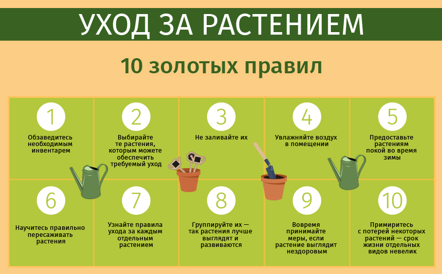 Хмель: сорта, секреты выращивания, семена, польза растения