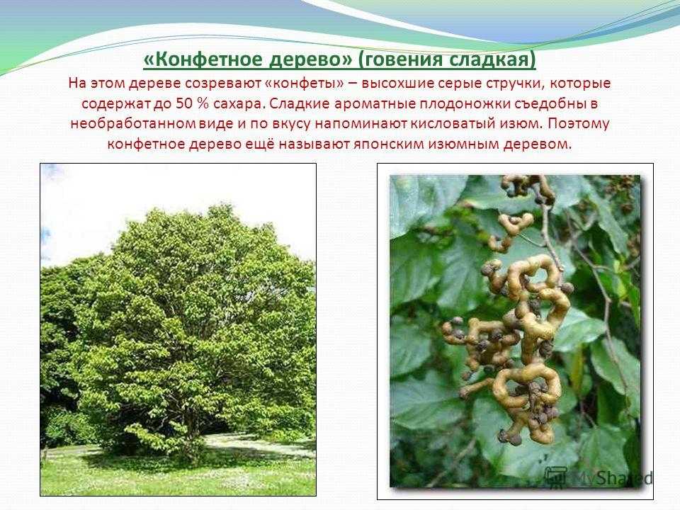 Конфетное дерево – фото и описание необычного южного гостя