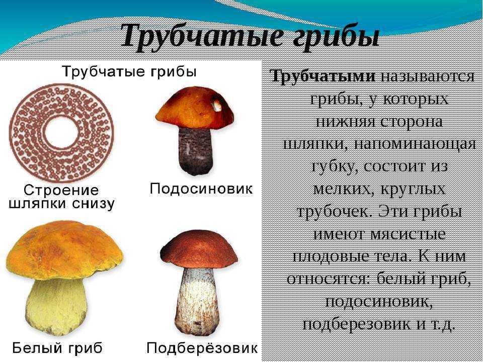 ᐉ бывают ли ядовитые грибы с губчатой шляпкой - godacha.ru