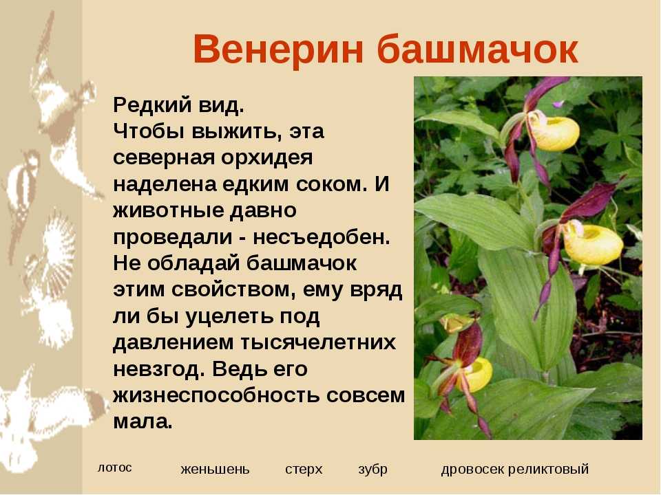 Доклад-сообение венерин башмачок. красная книга 3, 4, 5 класс