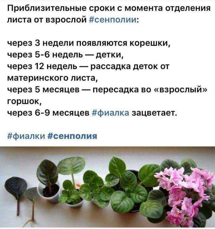 Фиалка: как поливать, пересаживать, размножить, чем удобрять, что делать для цветения, как помыть, болезни и фото сортов