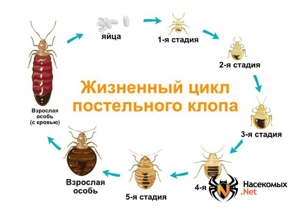 Как избавиться от бабочницы и её личинок - садоводство для начинающих