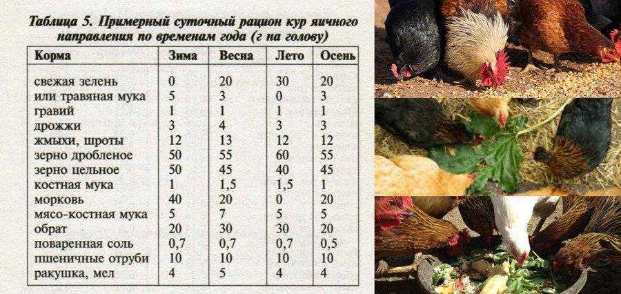 Можно ли кормить кур хлебом и каким именно?