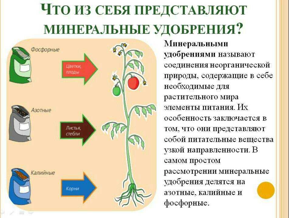 Фиалки или сенполии: правильный уход в домашних условиях