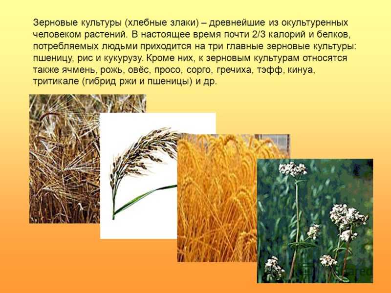 Что такое сорго - разновидности, полезные и опасные свойства, применение в кулинарии и сельском хозяйстве