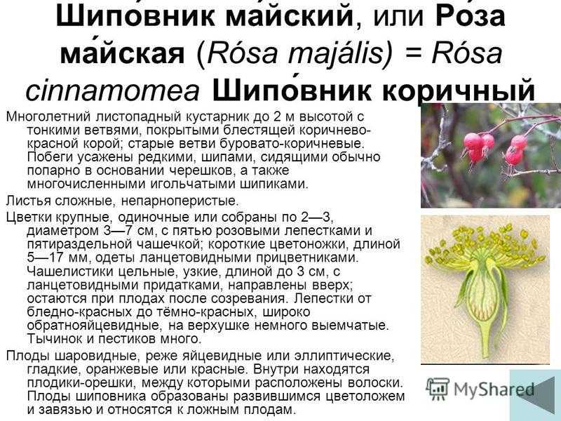 Шиповник майский или коричный - rosa majalis herrm.