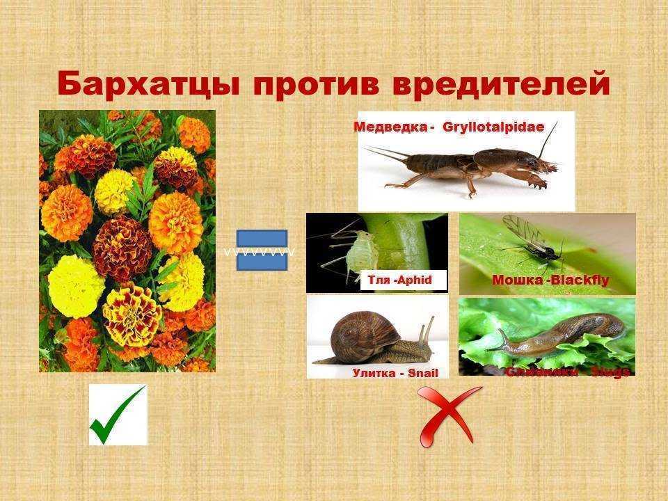Вредные и полезные насекомые для детей в саду и огороде