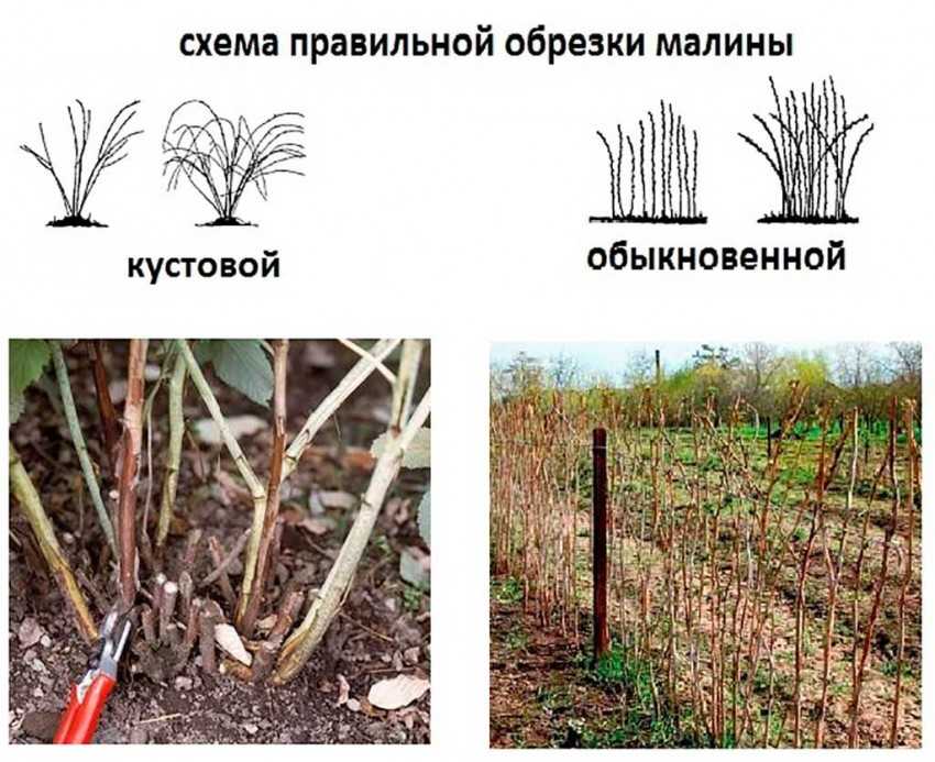Малина: болезни и вредители и борьба с ними