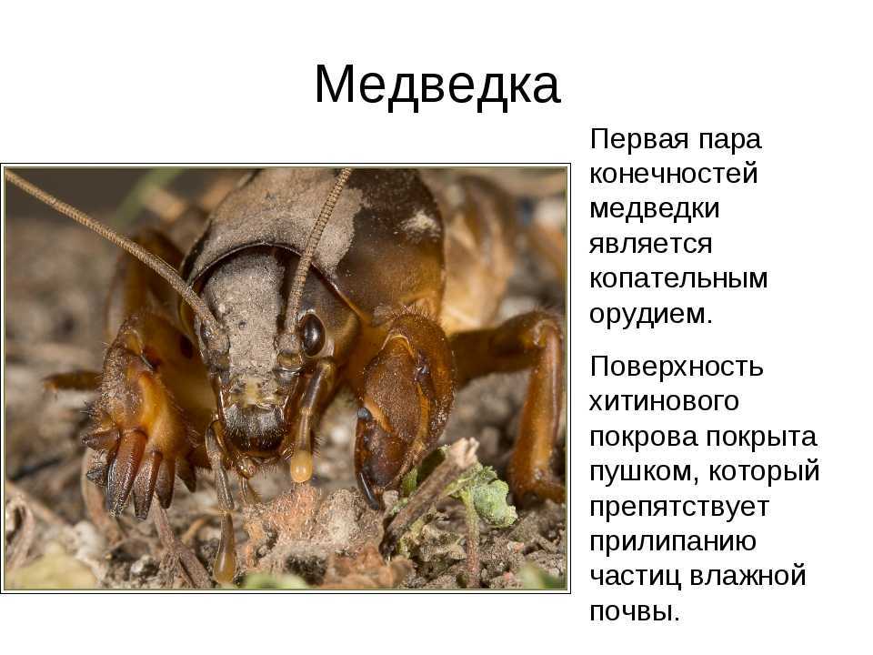 Как избавиться от медведки на огороде навсегда